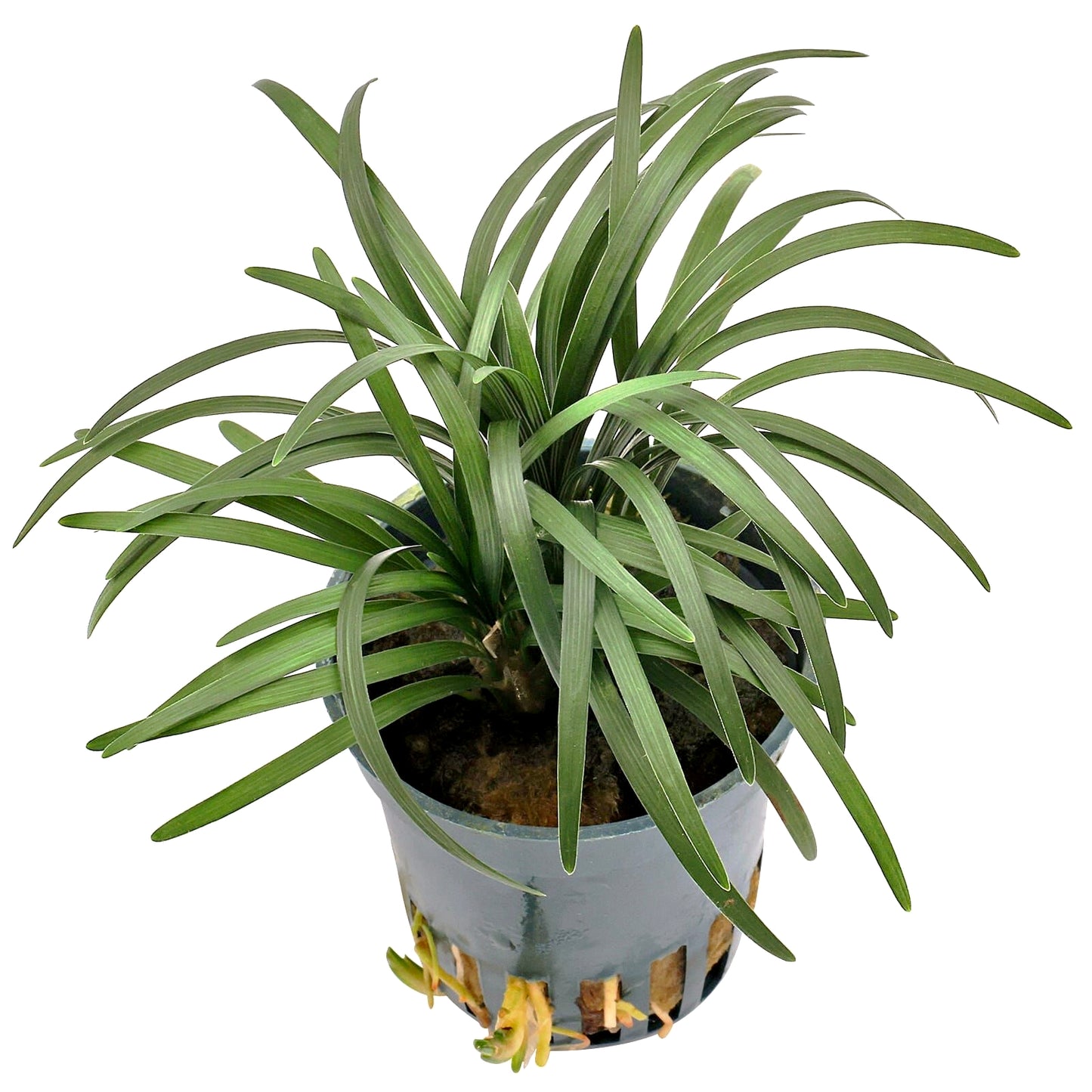 Ophiopogon Kyoto