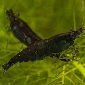 Neocaridina Green