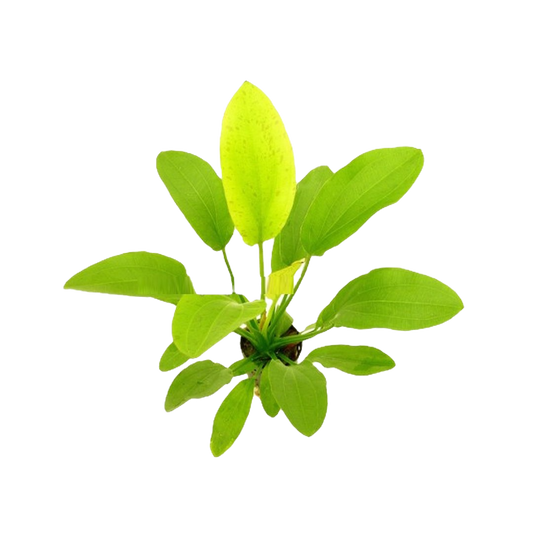 Echinodorus Yellow Sun