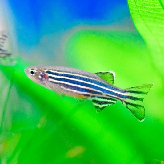 Danio Zebra