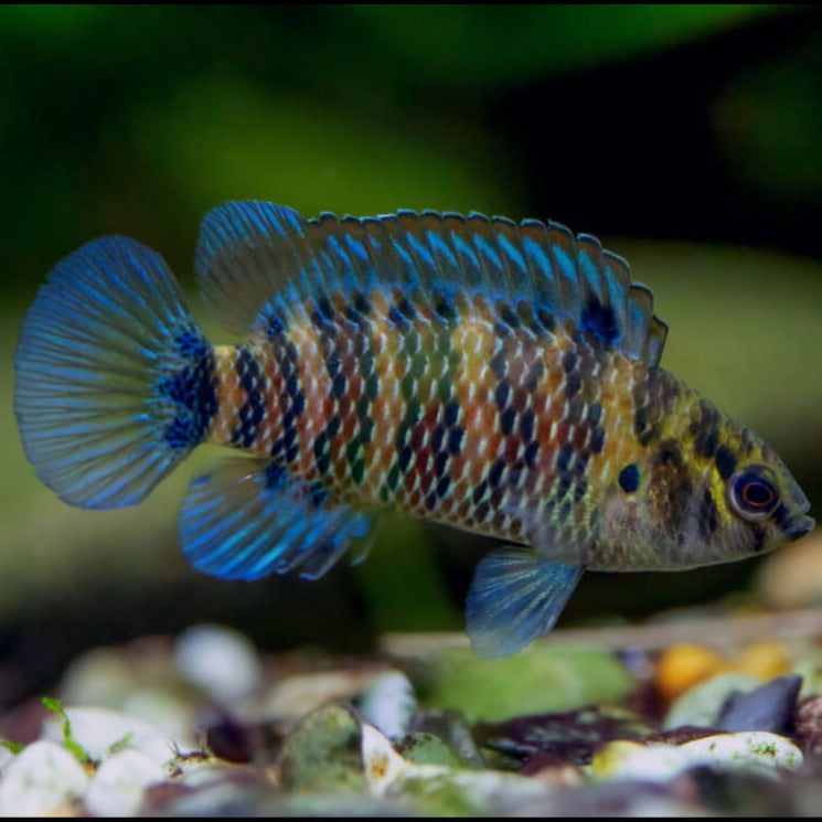 Badis Azul