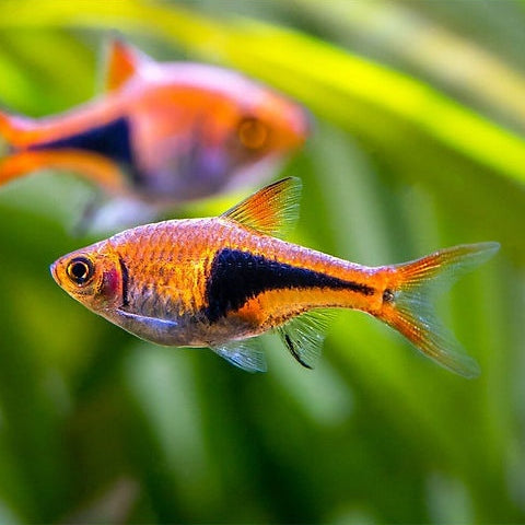 Rasbora Arlequim