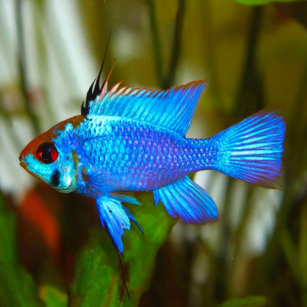 Ramirezi Eletric Blue