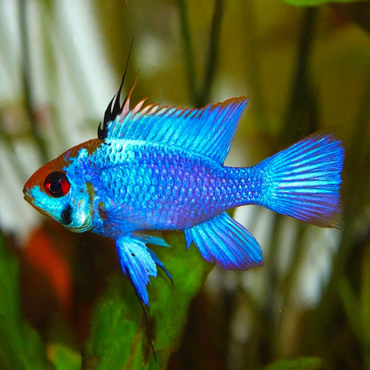 Ramirezi Eletric Blue