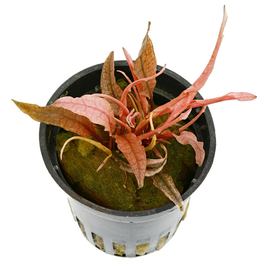 Cryptocoryne wendtii Flamingo