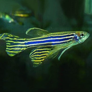 Danio Zebra de Véu