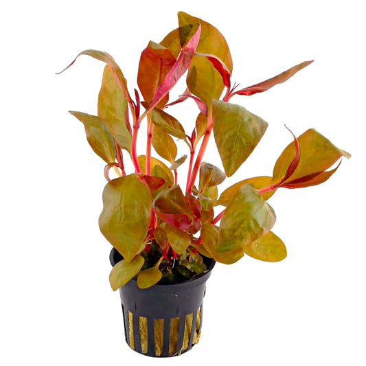 Alternanthera reineckii 'Lilacina'