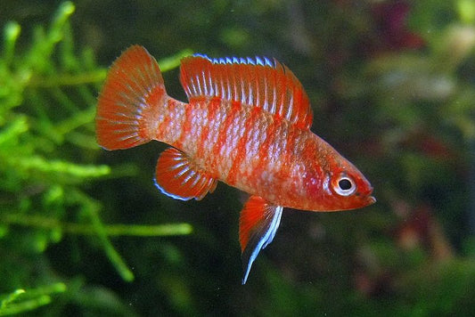 Badis Vermelho