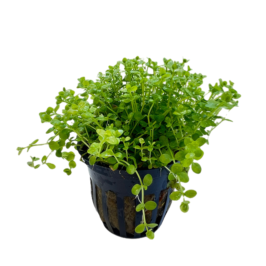 Micranthemum Monte Carlo