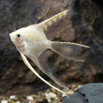 Discus e Escalares