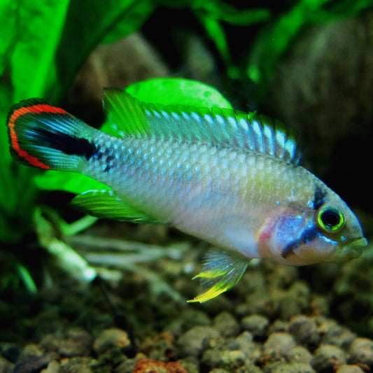 Apistogramma panduro