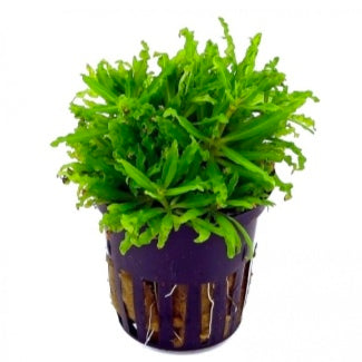 Pogostemon helferi