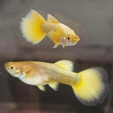 Guppys Dumbo Full Gold (Casal)