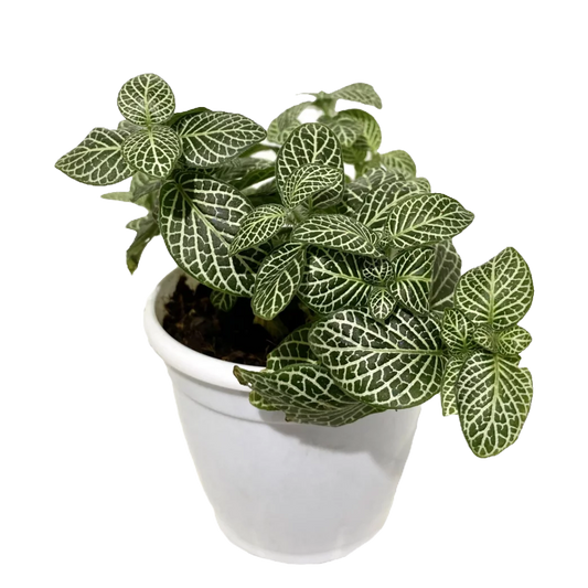 Fittonia green
