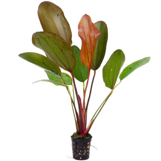 Echinodorus Hot Pepper