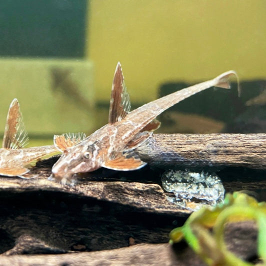 Rineloricaria lanceolata 5cm