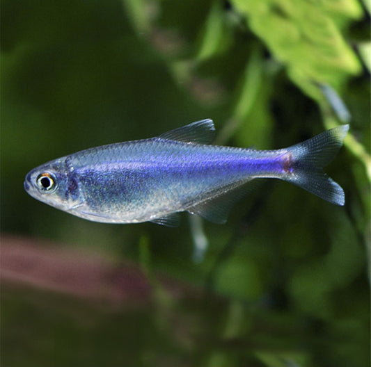 Tetra Azul
