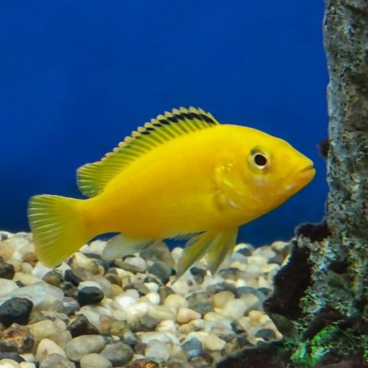 Labidochromis caeruleus 3cm