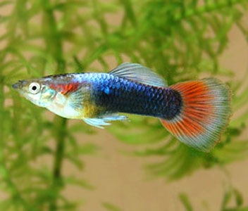 Guppys Neon Red (Casal)