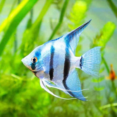 Escalar Azul Neon 3cm
