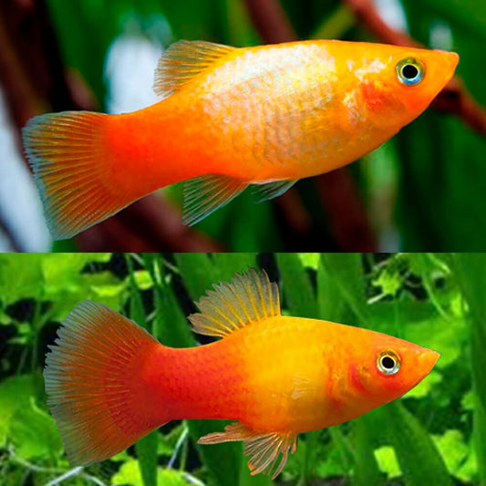 Platy Sunset