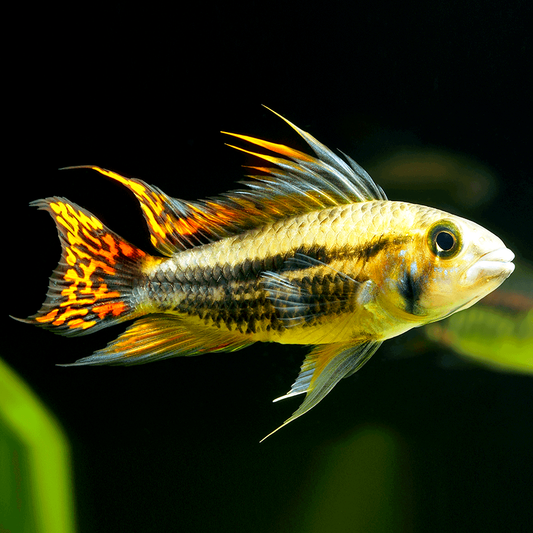 Apistogramma Cacatuoides 3cm