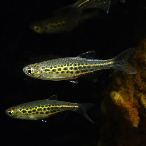 Danio tinwini