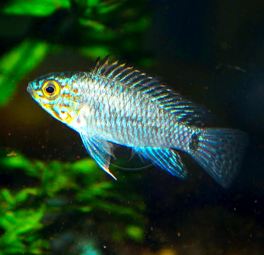 Apistogramma Agassizi Steel Blue 4cm - Ciclídeo Anão Portugal