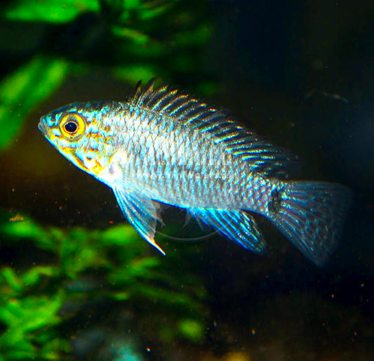 Apistogramma Agassizi Steel Blue 4cm - Ciclídeo Anão Portugal