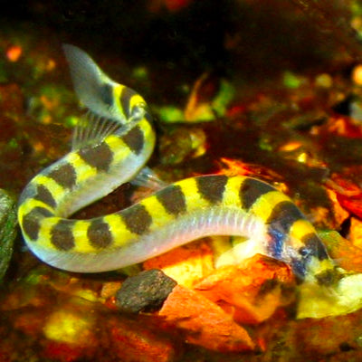 Cobra Kuhli Anã