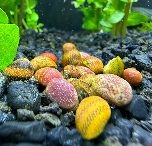 Neritina Red Pumpkin