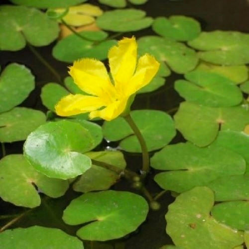Nymphoides peltata (Flutuante)