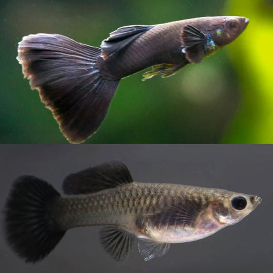 Guppys Black Moscow (Casal)