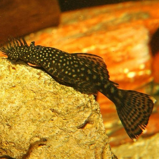 Ancistrus Black