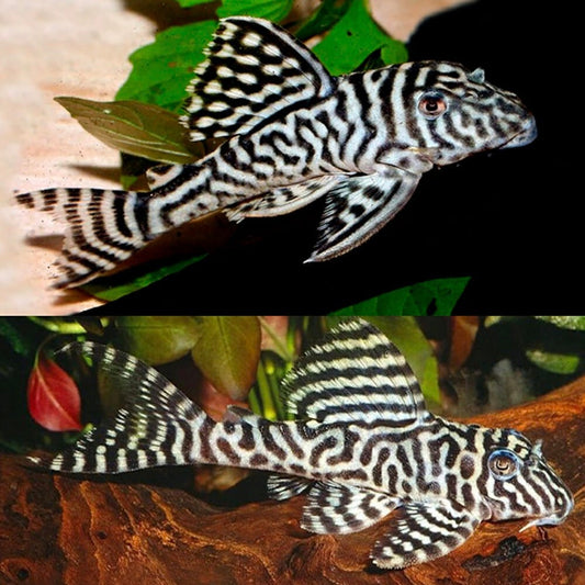 L066 Hypancistrus sp. King Tiger Pleco 6-8cm (Casal)
