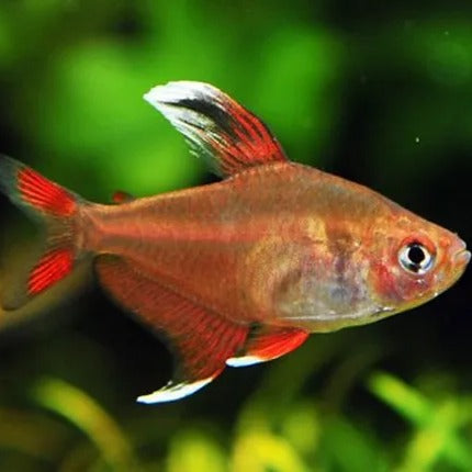 Tetra de Pontas Brancas