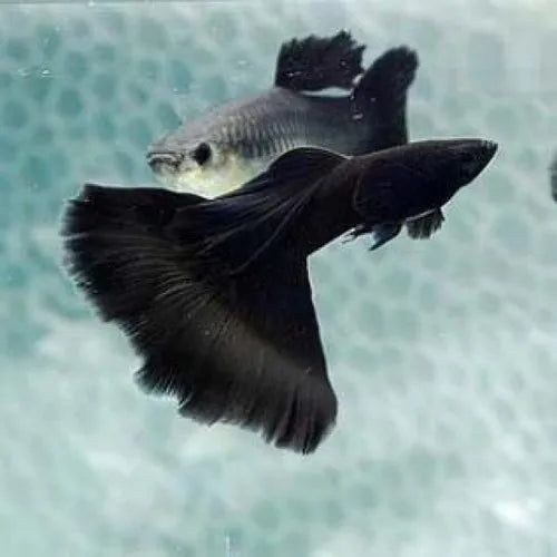 Guppys Full Black (Casal)