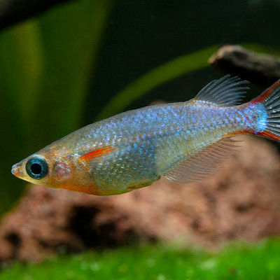 Oryzias woworae