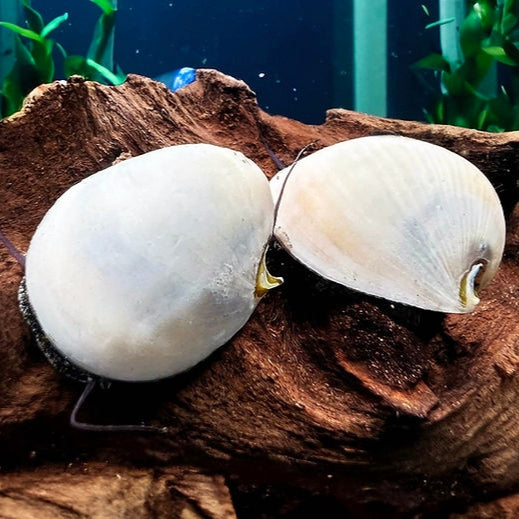 Neritina Beluga