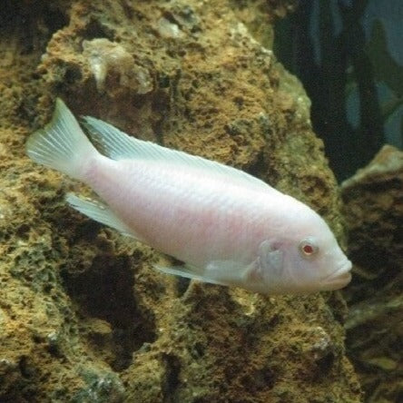 Pseudotropheus socolofi Albino 3cm