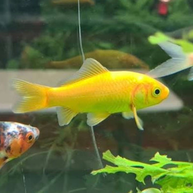 Peixes de Água Fria