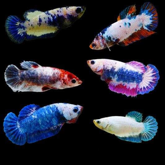 Betta Fêmea Plakat Fancy Sortida XL