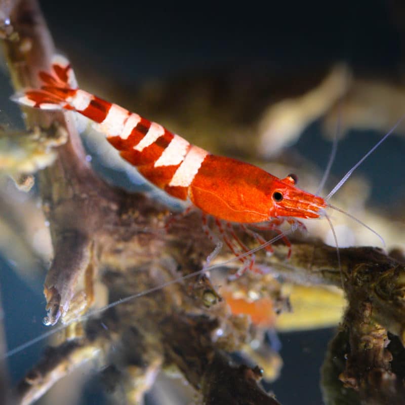 Caridina Red Pinto