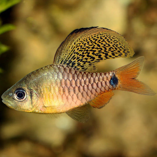 Barbo Anão de Véu