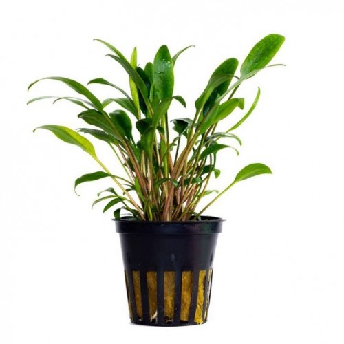 Cryptocoryne indonesii