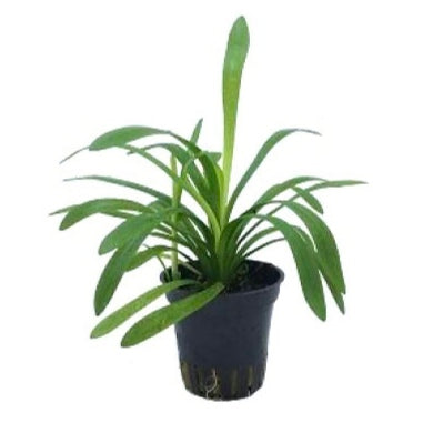 Sagittaria platyphylla 'teres'