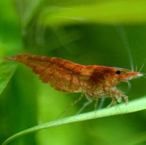 Neocaridina Red Cherry