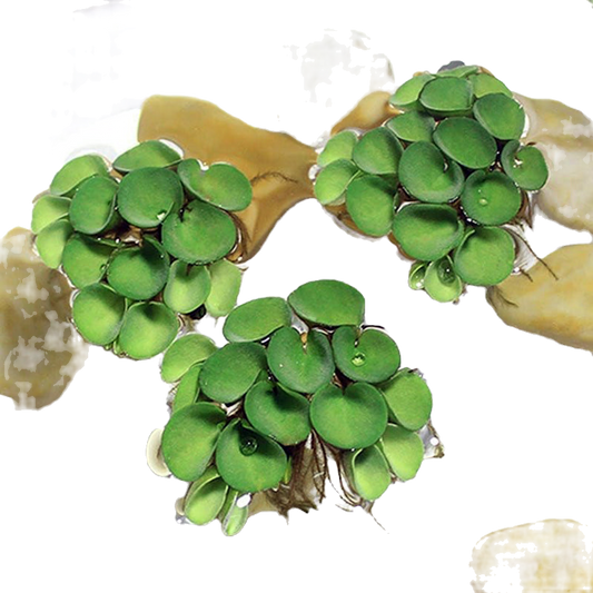 Salvinia cucullata (Dose)