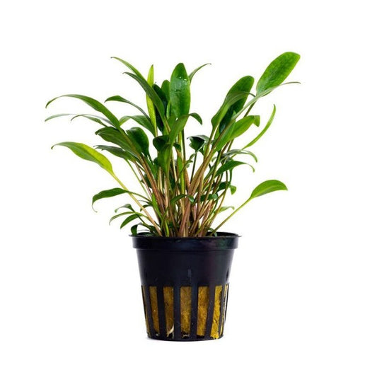 Cryptocoryne lucens
