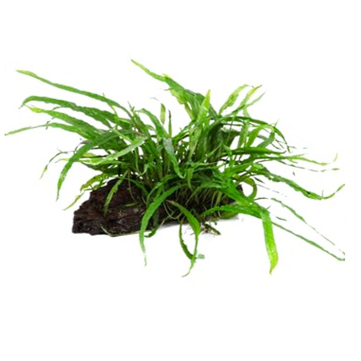 Microsorum pteropus em Tronco S